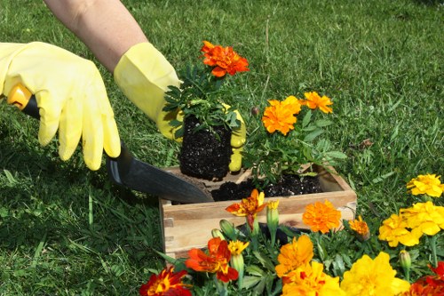 A gardener wearing yellow gloves is planting a small potted flowering plant into a wooden planter box in a well-maintained garden. The garden features a lush, green lawn with dense grass, bordered by vibrant orange and yellow flowering plants, likely marigolds, in the foreground. In the background, there are mature trees and neatly trimmed hedges, creating a structured outdoor space characteristic of residential landscaping in Golders Green. The scene is illuminated by natural daylight, suggesting a bright, clear day, with some soil visible within the planter box and surrounding the planted area. This outdoor environment highlights typical elements of garden maintenance and planting activities, reflecting professional gardening services in the local area, with a focus on plant health, garden layout, and seasonal planting efforts.